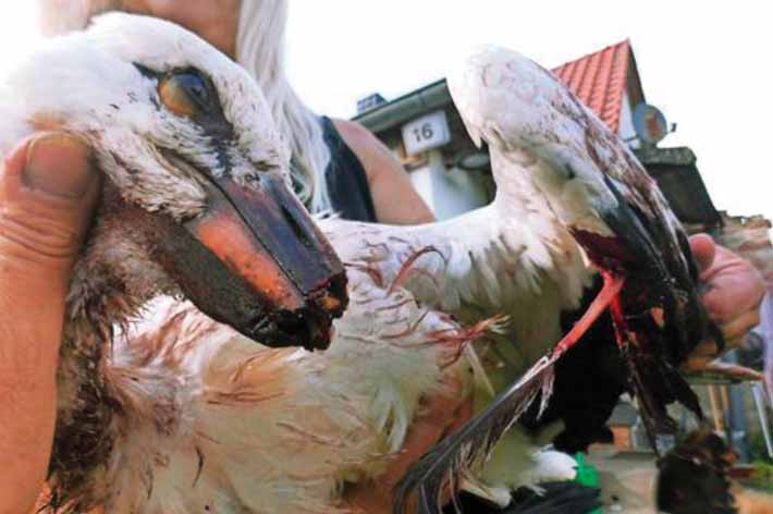 Cigogne en Allemagne